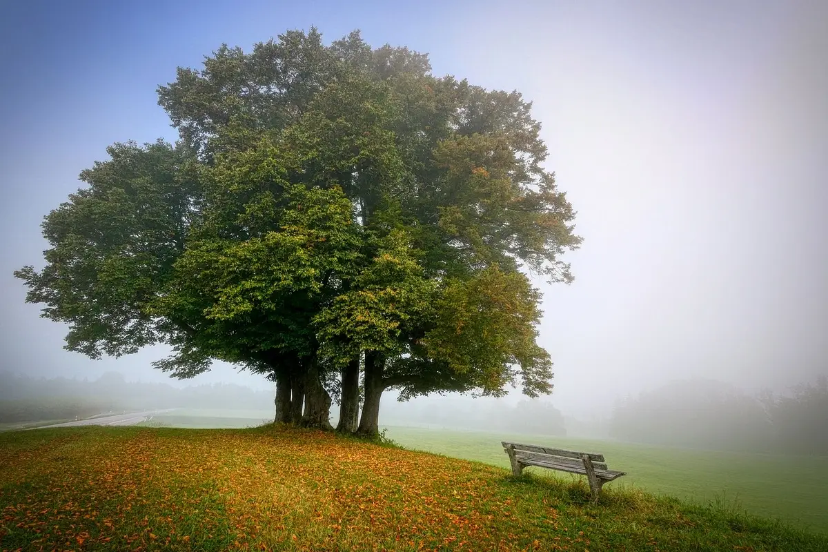 Immagine selezionata